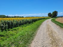 Chemin longeant les tournesols