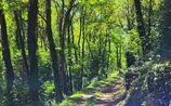 Chemin dans la forêt