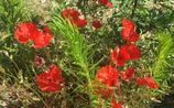 Coquelicots
