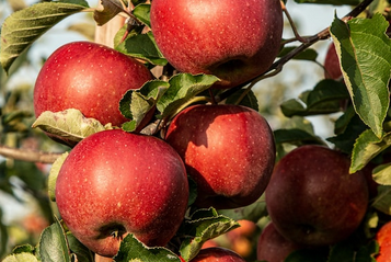 Cueillez vos pommes cet automne à Fraisochamp en famille